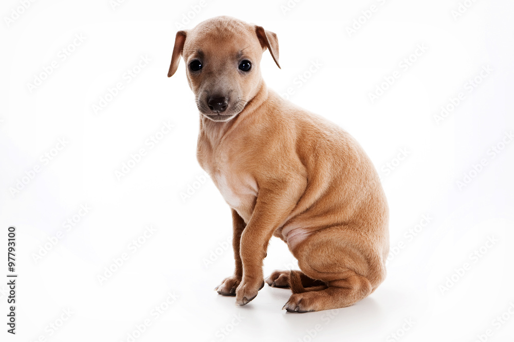 Puppy Italian levretki sitting and looking at the camera (isolated on white)