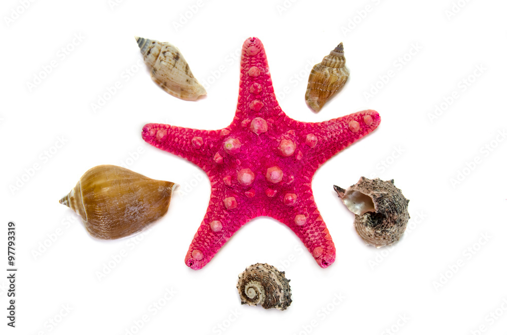 Plate full of seashells isolated on a white background Plate full of seashells isolated on a white background