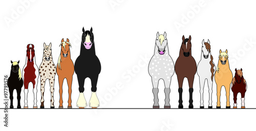 various horses lining up in height order