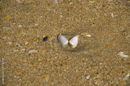 texture of sand with a cockleshell