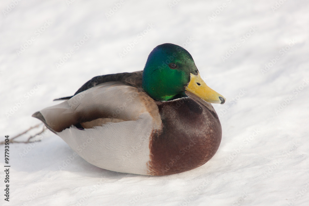 Portrait of a duck on snow Portrait of a duck on snow