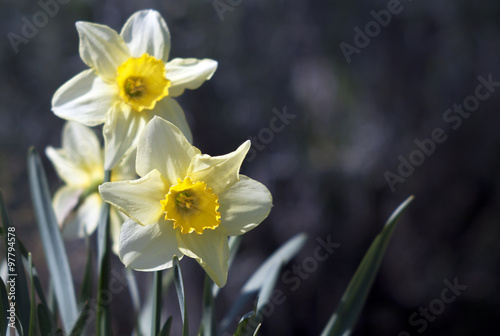Daffodil flowers in Spring