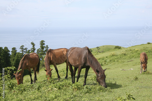 Wild horses in Cape Toi, Miyazaki, Japan.