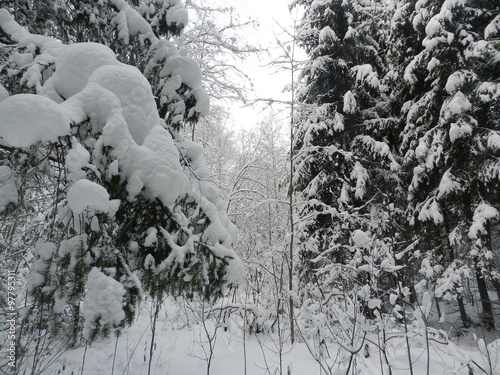Деревья со снежными шапками в вечерний зимний день