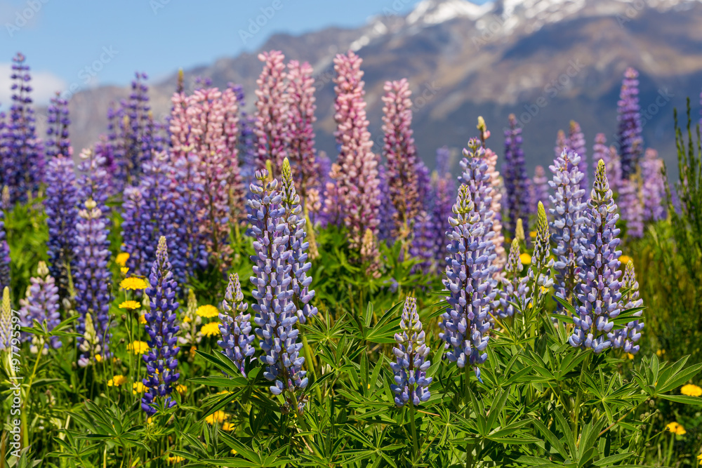 Obraz premium Lupin field along the river