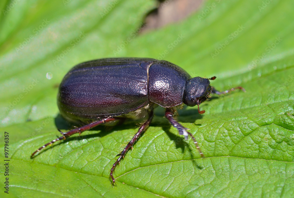 Beetle chafer 5 Beetle chafer 5