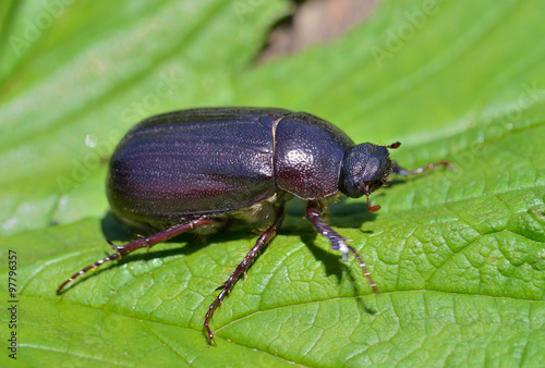Beetle chafer 5