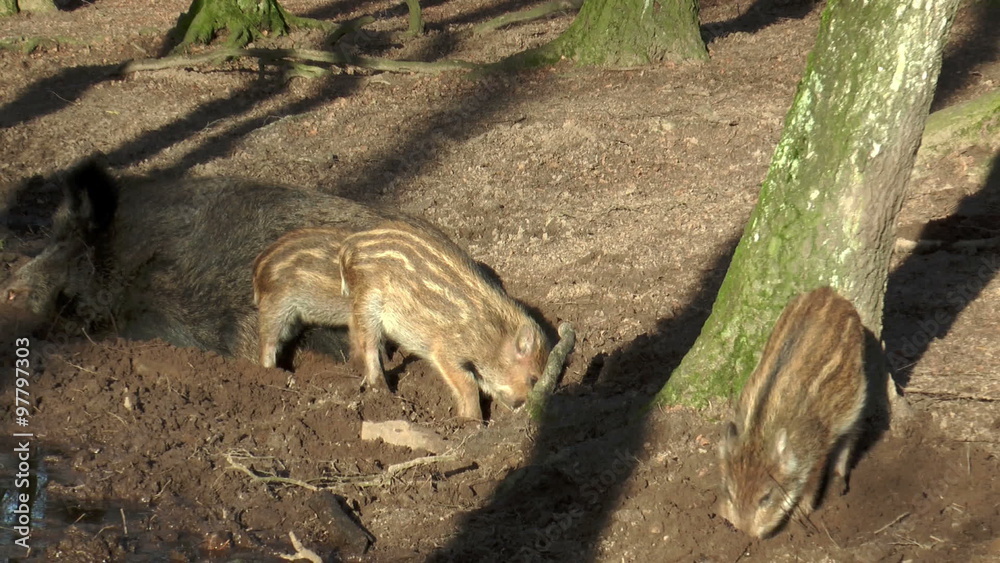 wild piglets (sus scrofa) digging on the ground while mother is sleeping closeup wild piglets (sus scrofa) digging on the ground while mother is sleeping closeup