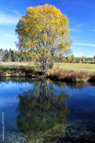 Teich und Baum