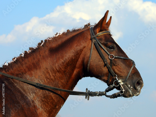 Beautiful head shot of a bay bridled thoroughbred racehorse