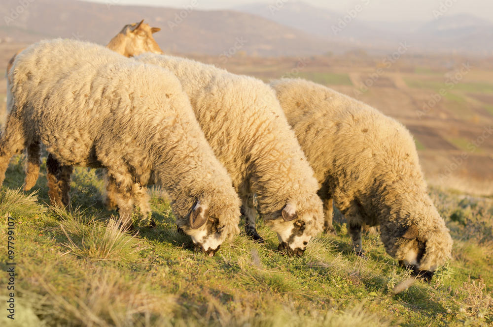 Fototapeta premium Group of sheep grazing grass on a beautiful field