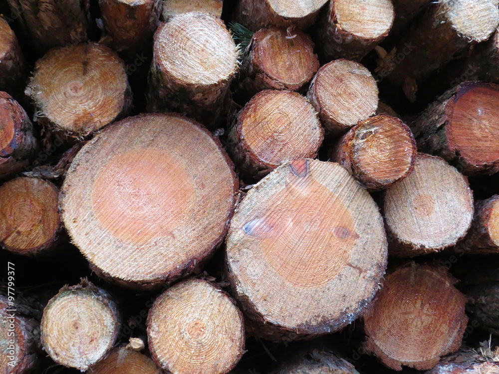 Rough pile of varied sawn tree trunks