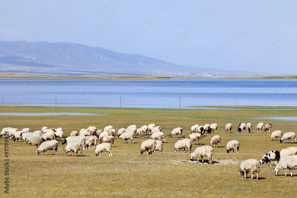 Herd of sheeps grazing at Qinghai Lake, China.