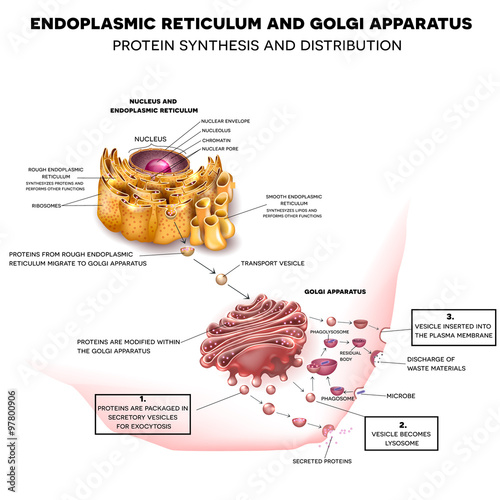  Endoplasmic reticulum and Golgi Apparatus. Protein synthesis and distribution detailed drawing photo