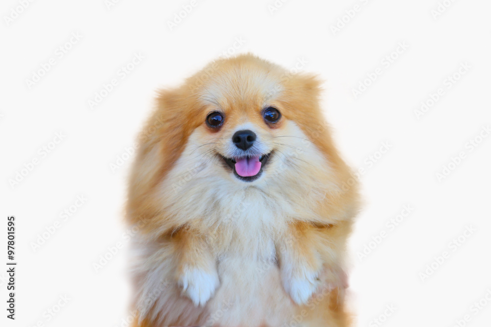 pomeranian dog,close up portrait pomeranian dog small isolation on white background, small dog of a breed with long silky hair, a pointed muzzle, and pricked ears.