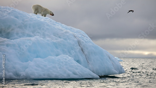 Polar bear on iceberg 
