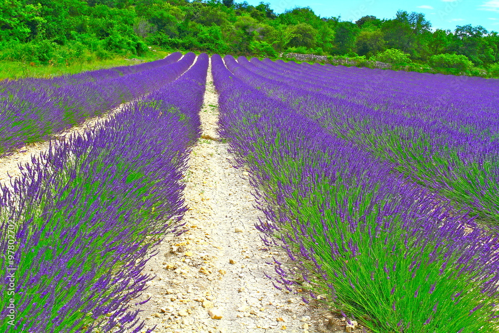 Fototapeta premium champs de lavande drôme