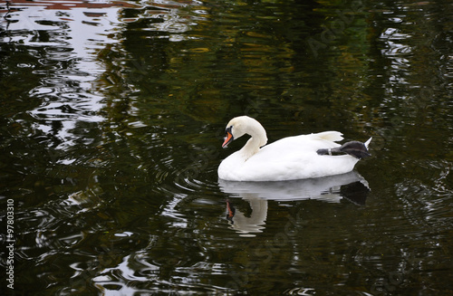 Beautiful white swan swimming in a lake with dark water