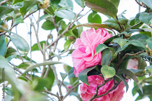 Joy Kendrick camellia in garden photo