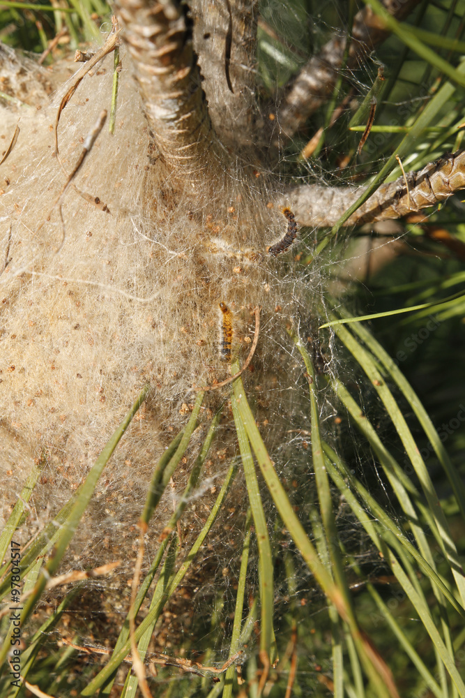 Naklejka premium nid de chenilles processionnaires du pin