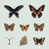 collection of realistic butterfly, insect vector illustration, s