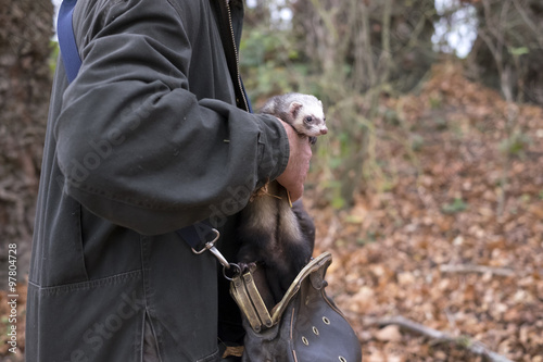 Furet pour la chasse au lapin de garenne
