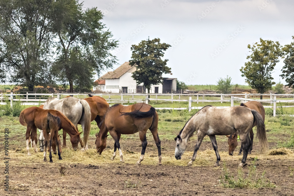 Thoroughbred horses grazing in the pasture paddock on the fields of Backa, Serbia Thoroughbred horses grazing in the pasture paddock on the fields of Backa, Serbia
