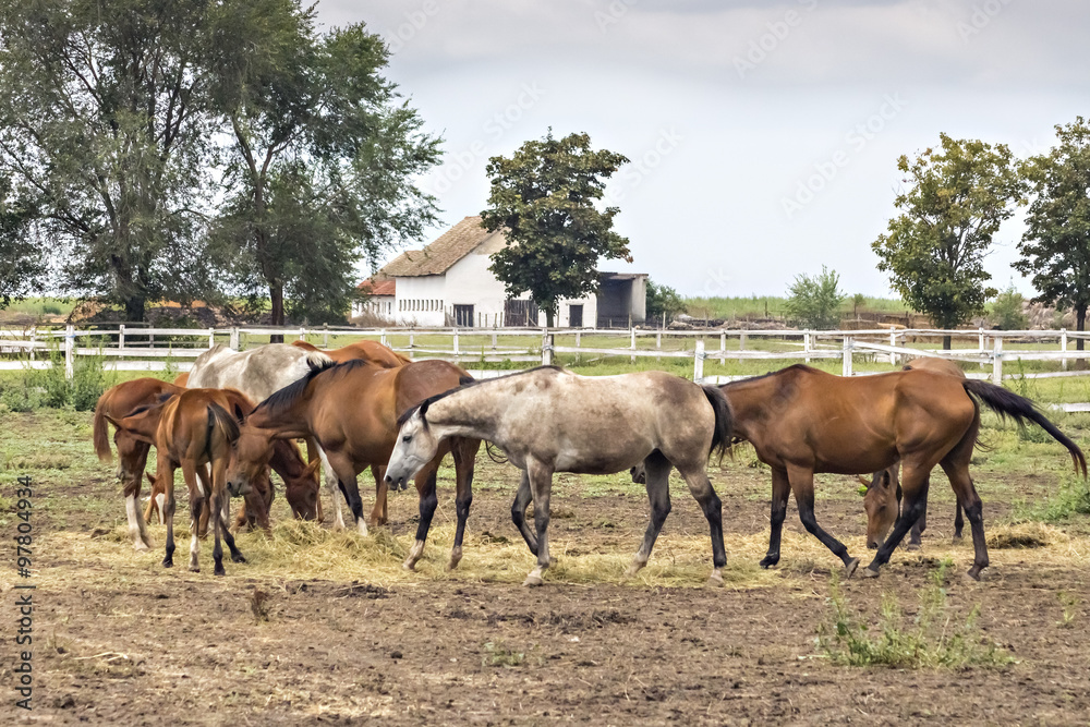 Thoroughbred horses grazing in the pasture paddock on the fields of Backa, Serbia
