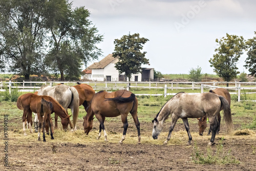 Thoroughbred horses grazing in the pasture paddock on the fields of Backa  Serbia