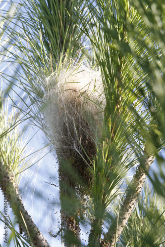 nid de chenilles processionnaires du pin photo