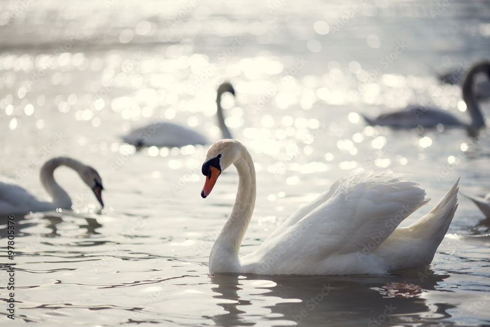Fototapeta premium group of swans on Rhine river
