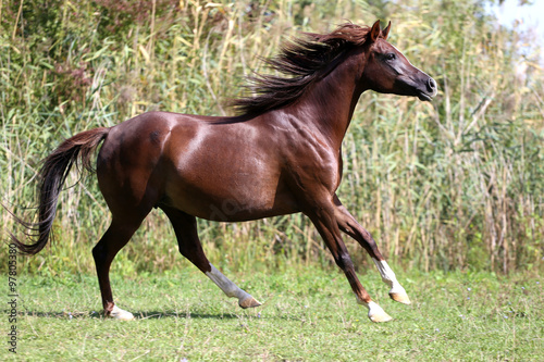 ian breed horse canter on natural background summertime