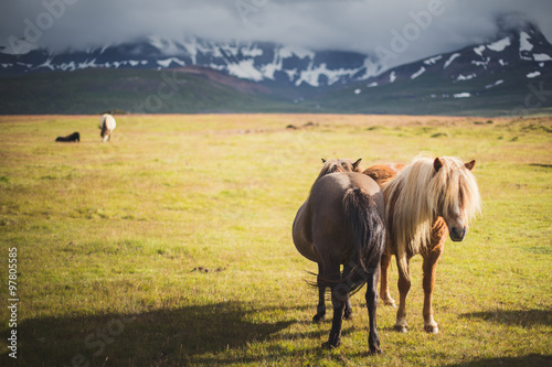 icelandic horses on field photo