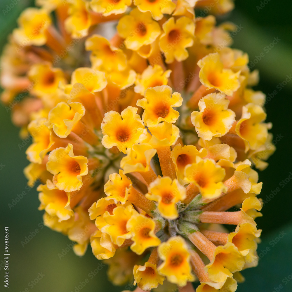 Fototapeta premium Buttery Butterfly Bush