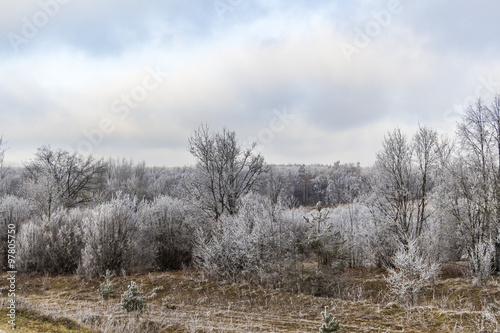 Winter forest landscape