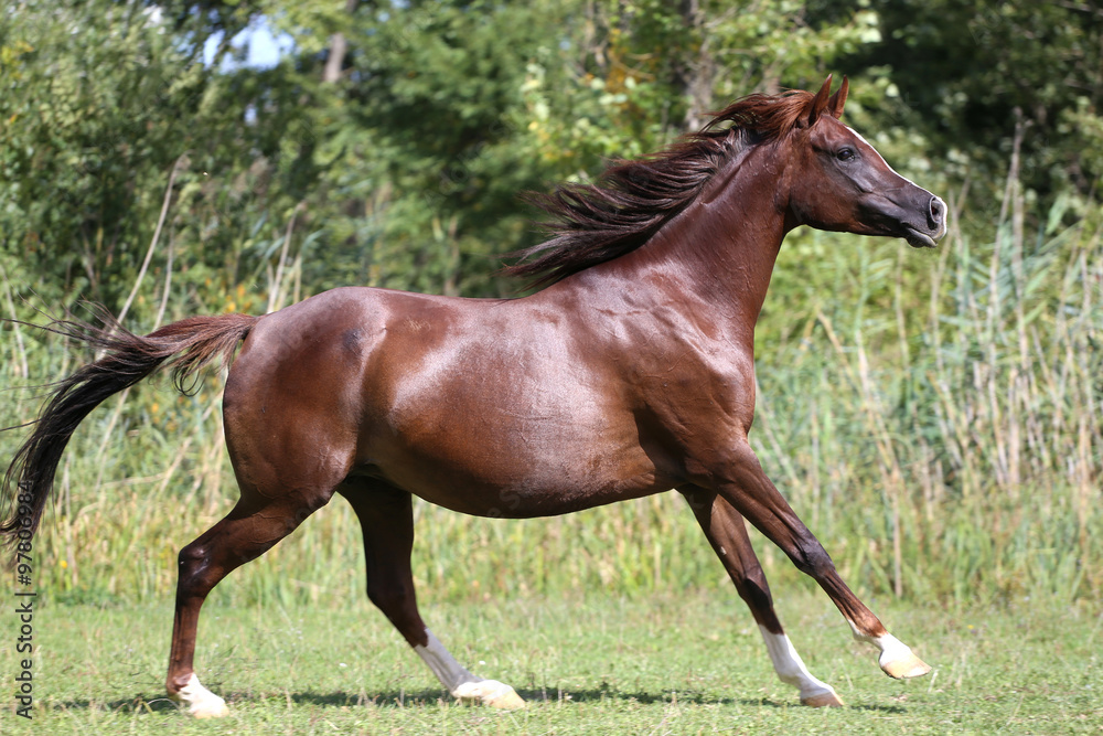 Beautiful young arabian mare galloping on pasture Beautiful young arabian mare galloping on pasture