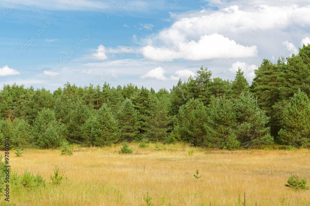 summer spruce forest and field