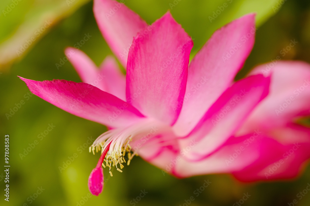 Close-up view of Zygo cactus flower (science name: Schlumbergera bridgessii) in northern part of Thailand