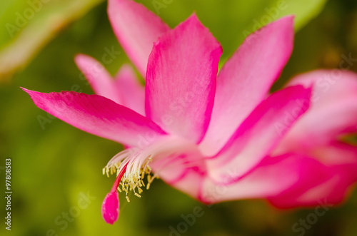 Close-up view of Zygo cactus flower  science name  Schlumbergera bridgessii  in northern part of Thailand