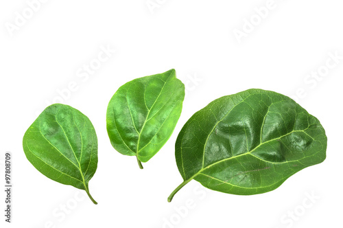 Macro, close-up  green leaves isolated with white background