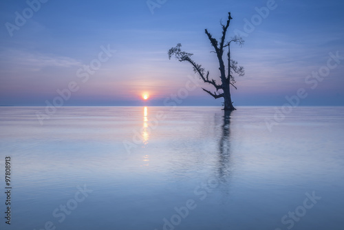 Single tree and sun during sunrise on the sea