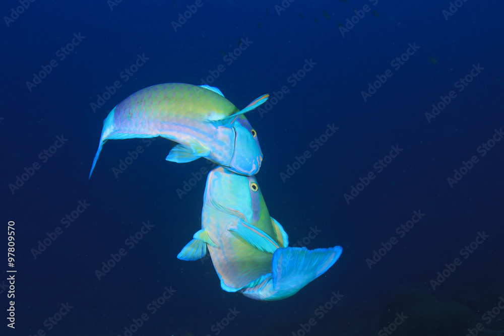 Two Parrotfish courting Two Parrotfish courting