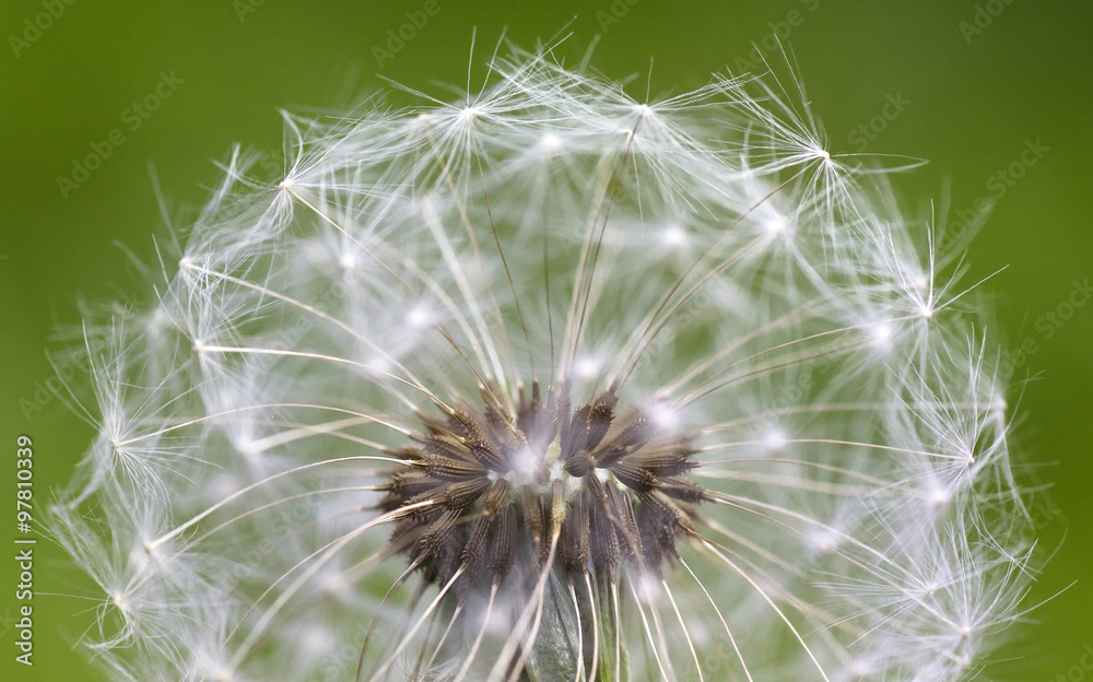 Dandelion closeup Dandelion closeup