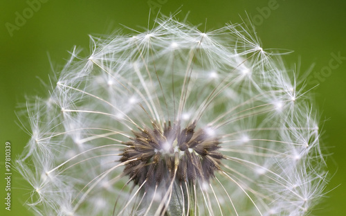 Dandelion closeup