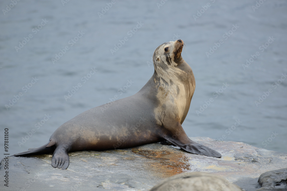 Fototapeta premium Sea Lion