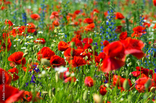Beautiful poppy field © ZaZa studio