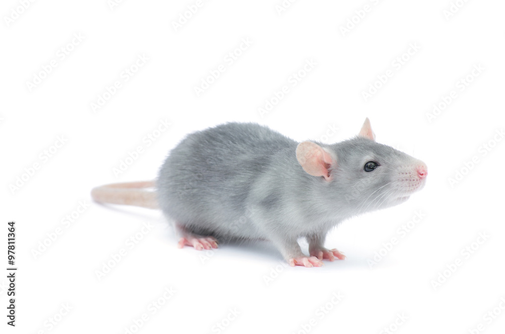 rat