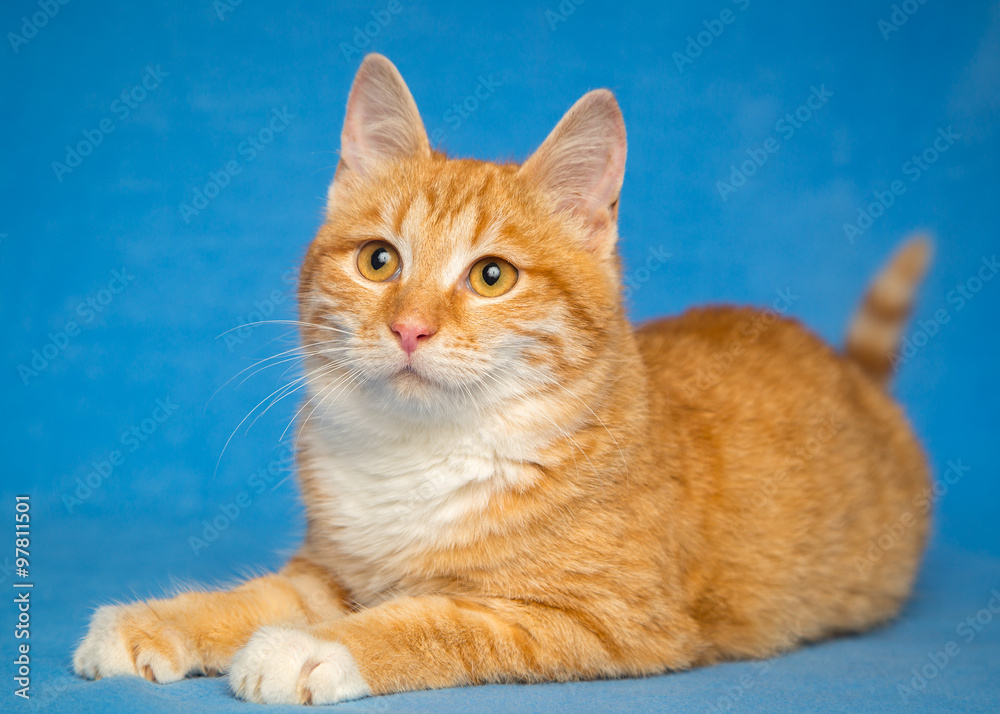 Ginger cat lying on a blue background