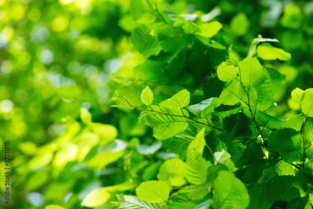 Obraz premium green leaves