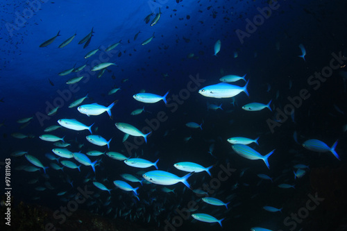 School Fusilier fish in blue water